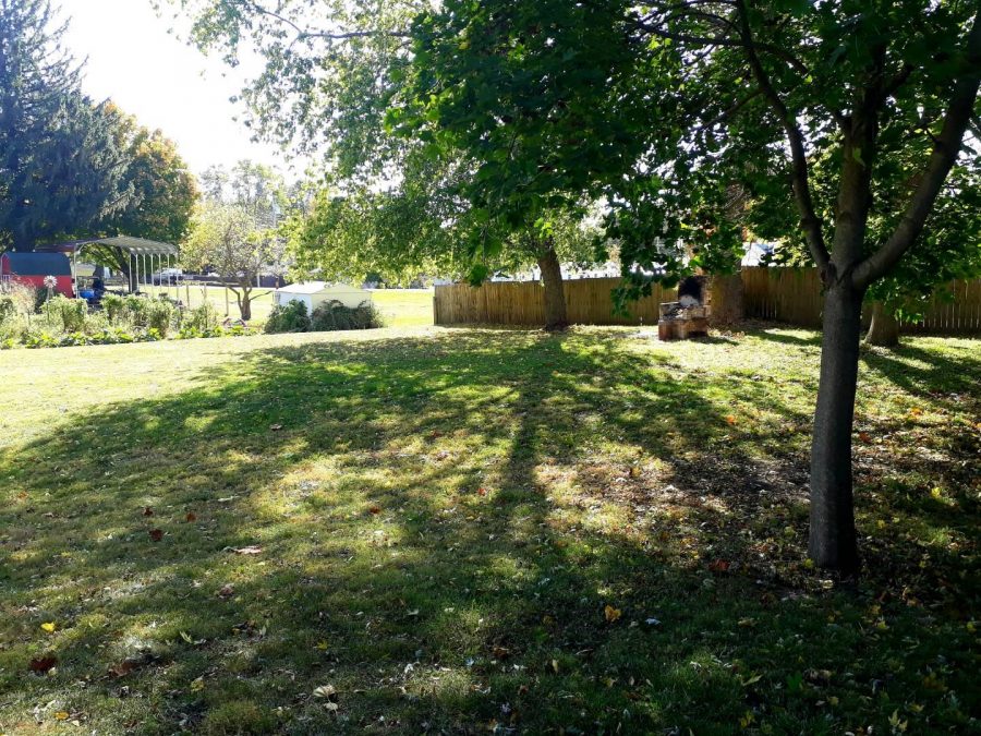 Back yard